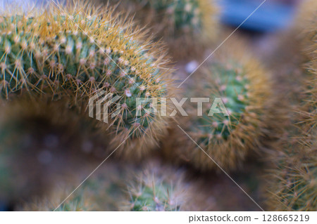 many different beautiful decorative cacti grow in the greenhouse 128665219