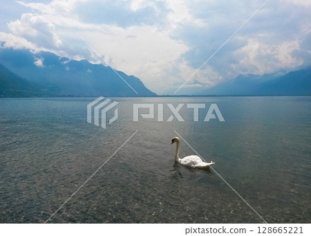 beautiful landscape of swans swimming on the lake in cloudy weather 128665221