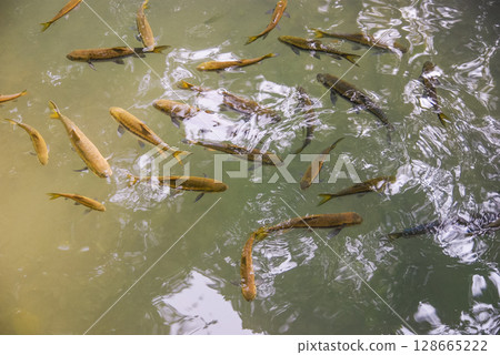 many beautiful colorful ornamental fish in the pond many beautiful colorful ornamental fish in the pond 128665222