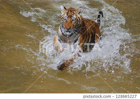 a beautiful big tiger is playing in a pool of water in a zoo 128665227