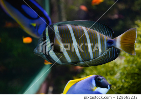 Tropical angel fish swims in an aquarium between reefs 128665232
