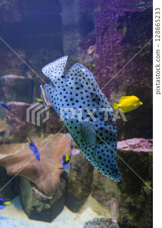 Tropical angel fish swims in an aquarium between reefs 128665233