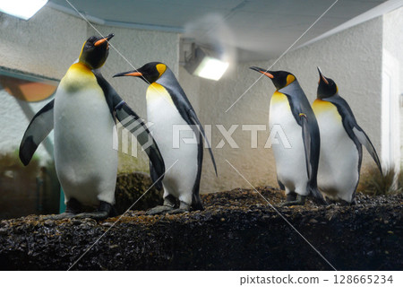 a group of penguins in a zoo in captivity in an artificial environment a group of penguins in a zoo in captivity in an artificial environment 128665234