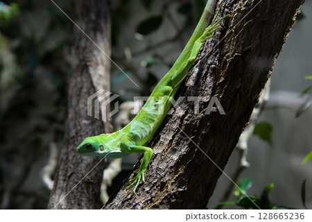 close up Striped Fijian iguana on a tree 128665236