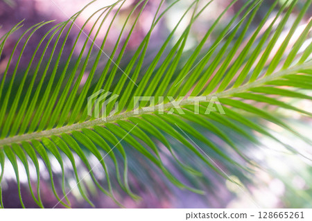 close up straight lines texture of green palm leaves close up straight lines texture of green palm leaves 128665261