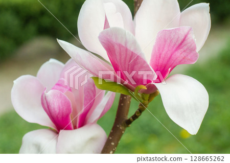 close up of beautiful pink magnolia flowers in the garden close up of beautiful pink magnolia flowers in the garden 128665262