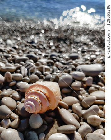 sea shell on pebbles in the middle of the beach on the seashore 128665296