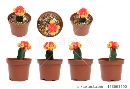 Cactus with red flower Cactus with red flower 128665300