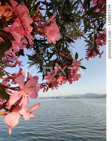 beautiful flowers on the oleander tree on the beach near the sea 128665334