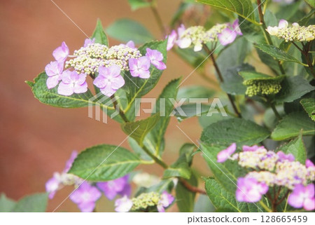 Yamah hydrangea 128665459