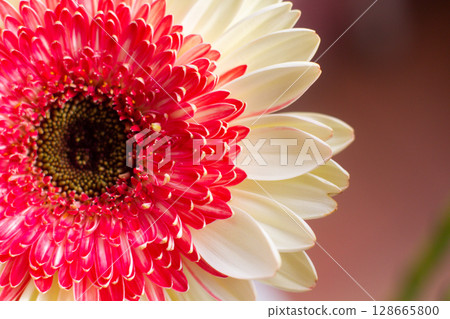 close-up of a beautiful Gerber Jameson flower in the garden close-up of a beautiful Gerber Jameson flower in the garden 128665800