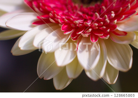 close-up of a beautiful Gerber Jameson flower in the garden close-up of a beautiful Gerber Jameson flower in the garden 128665803