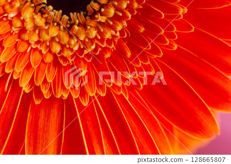 close-up of a beautiful Gerber Jameson flower in the garden 128665807