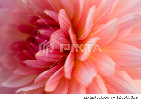 close up of a beautiful Dahlias flower in the garden 128665819