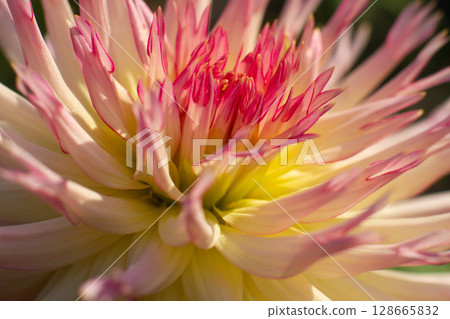 close up of a beautiful Dahlias flower in the garden 128665832