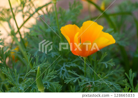 close-up of a beautiful Escholtia Californian flower in the garden 128665833