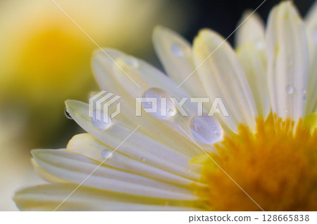 beautiful white chamomile flowers grow in the field 128665838