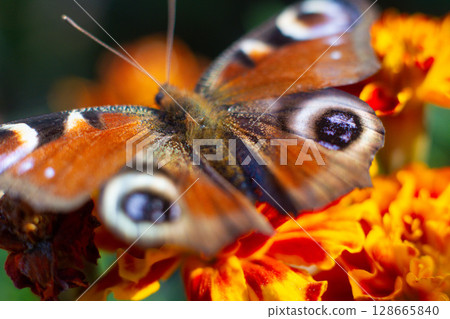 beautiful colorful butterfly in the garden on a flower beautiful colorful butterfly in the garden on a flower 128665840
