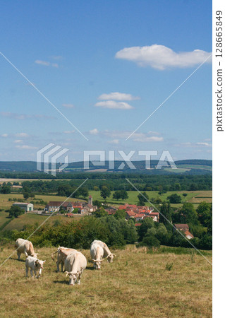 a herd of young white cows graze on a pasture 128665849