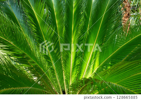 close up texture of green leaves of Cycas plant close up texture of green leaves of Cycas plant 128665885