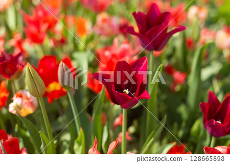 beautiful colorful tulip flowers are growing in the garden 128665898