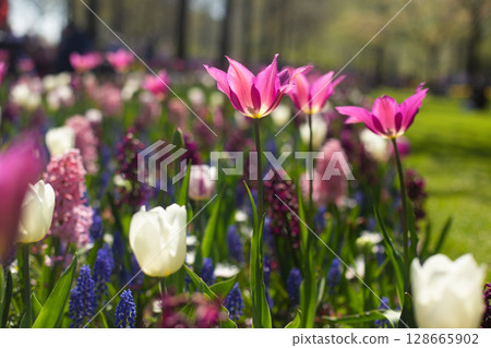 beautiful colorful tulip flowers are growing in the garden 128665902