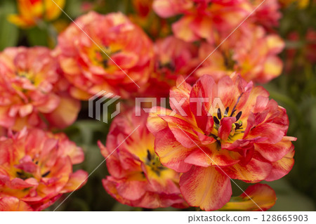 beautiful colorful tulip flowers are growing in the garden 128665903