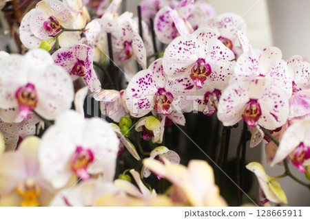 close up of beautiful Doritaenopsis flowers in the garden close up of beautiful Doritaenopsis flowers in the garden 128665911
