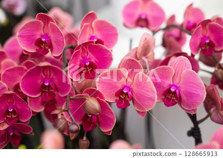 close up of beautiful Doritaenopsis flowers in the garden close up of beautiful Doritaenopsis flowers in the garden 128665913