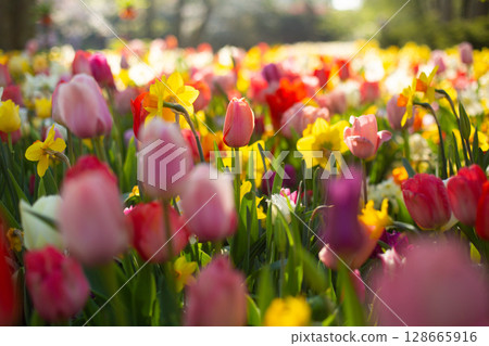 beautiful colorful tulip flowers are growing in the garden 128665916