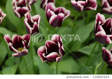 beautiful colorful tulip flowers are growing in the garden beautiful colorful tulip flowers are growing in the garden 128665924