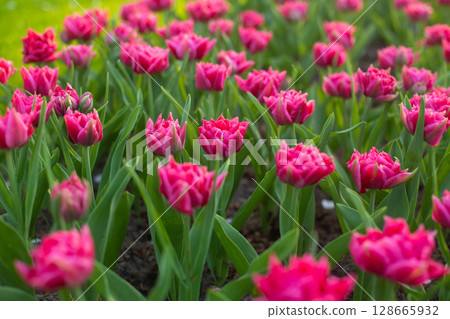 beautiful colorful tulip flowers are growing in the garden beautiful colorful tulip flowers are growing in the garden 128665932