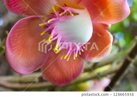 close-up of a beautiful Shorea robusta flower in the garden 128665938