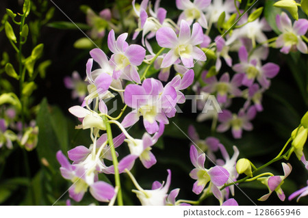 close-up of beautiful Dendrobium two-humped flowers in the garden close-up of beautiful Dendrobium two-humped flowers in the garden 128665946