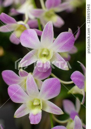 close-up of beautiful Dendrobium two-humped flowers in the garden 128665948