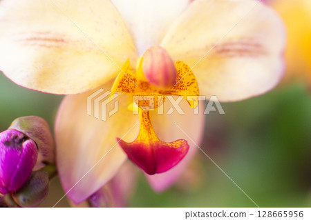 close up of beautiful orchid flowers in the garden close up of beautiful orchid flowers in the garden 128665956
