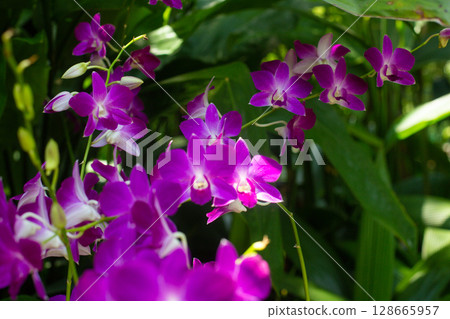 close-up of beautiful Dendrobium two-humped flowers in the garden close-up of beautiful Dendrobium two-humped flowers in the garden 128665957