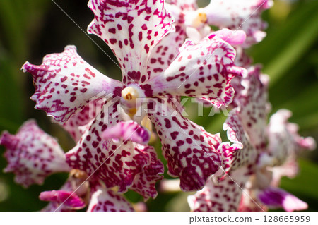 close up of beautiful Vanda flowers in the garden 128665959