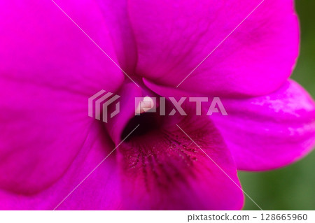 close up of beautiful Doritaenopsis flowers in the garden 128665960