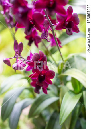 close-up of beautiful Dendrobium two-humped flowers in the garden 128665961