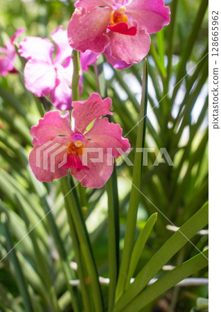 close up of beautiful Vanda flowers in the garden close up of beautiful Vanda flowers in the garden 128665962
