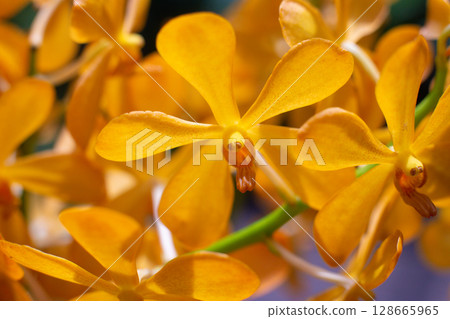 close up of beautiful Mokara flowers in the garden 128665965