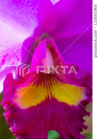 close up of beautiful Doritaenopsis flowers in the garden 128665968