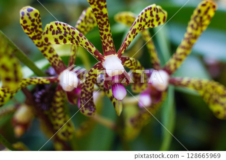 close up of beautiful Arachnis flowers in the garden 128665969