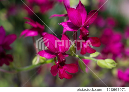 close up of beautiful orchid flowers in the garden 128665971