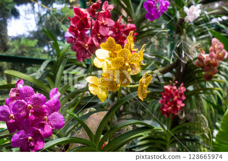 close up of beautiful Vanda flowers in the garden close up of beautiful Vanda flowers in the garden 128665974