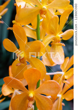 close up of beautiful Mokara flowers in the garden 128665980
