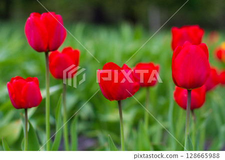 beautiful colorful tulip flowers are growing in the garden 128665988
