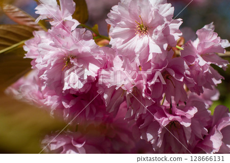 close-up of beautiful cherry blossoms in the garden 128666131