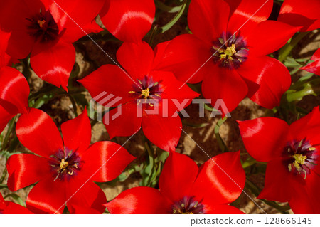 beautiful colorful tulip flowers are growing in the garden beautiful colorful tulip flowers are growing in the garden 128666145
